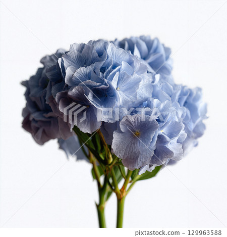Blue Hydrangea Bouquet Isolated on White Blue Hydrangea Bouquet Isolated on White 129963588