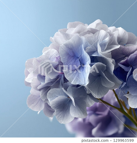 Blue Hydrangea Bouquet Isolated on White 129963599