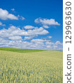Hokkaido Biei _ landscape of wheat fields 129963630