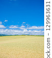 Hokkaido Biei _ landscape of wheat fields 129963631