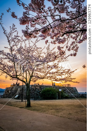 Tottori Castle Ruins (Hisamatsu Park) The remains of the Ninomaru Three-story Tower and cherry blossoms in full bloom at dusk 129963774