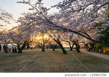 鳥取城跡（久松公園）二之丸三重塔的遺跡與黃昏櫻花 129963790