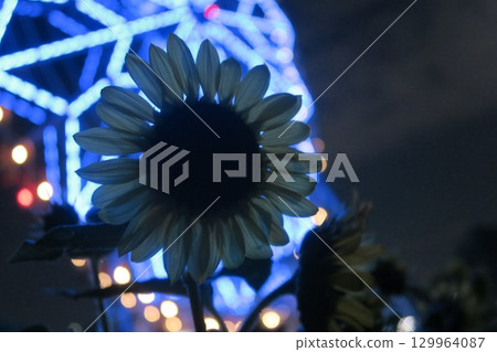 Sunflowers blooming at night and a large Ferris wheel 129964087