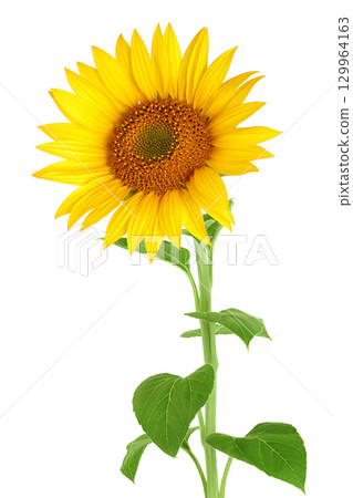Sunflower isolated on a white background Sunflower isolated on a white background 129964163