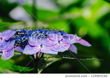 Gaku hydrangea Gaku hydrangea 129964166
