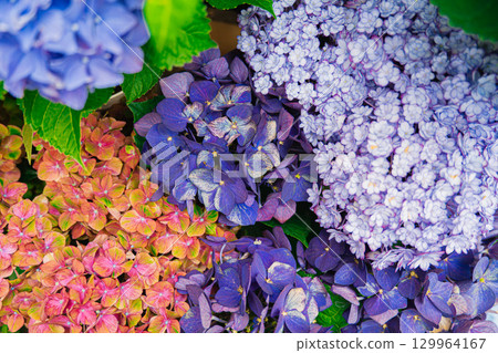 Various hydrangea Various hydrangea 129964167