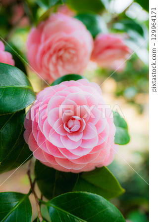 Camellia 129964171