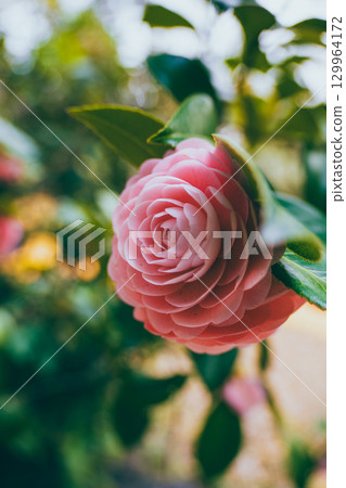 茶花 129964172