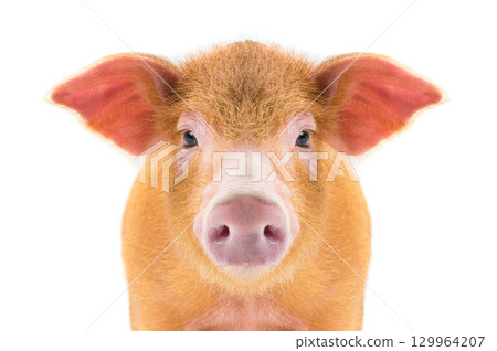 portrait piglet isolated on white background portrait piglet isolated on white background 129964207