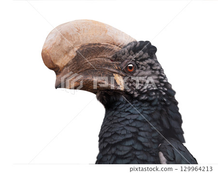 hornbill isolated on white background hornbill isolated on white background 129964213