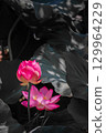 蓮花 129964229