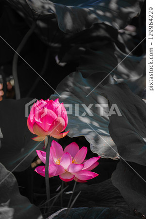 蓮花 129964229