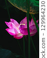 蓮花 129964230