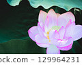 蓮花 129964231
