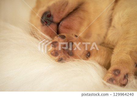 newborn puppy paws close up newborn puppy paws close up 129964240