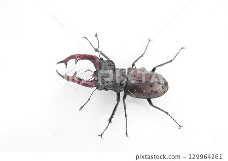 Unique close-up of a large beetle displaying vibrant colors and intricate features 129964261