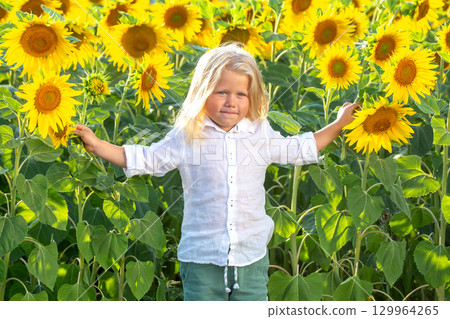 Young child enjoys sunflower field on a sunny day, surrounded by vibrant flowers Young child enjoys sunflower field on a sunny day, surrounded by vibrant flowers 129964265