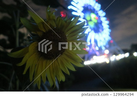 Sunflowers and a large Ferris wheel blooming on a summer night 129964294