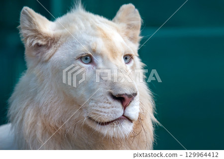 Unique white lion with striking blue eyes resting in a serene environment during daytime 129964412