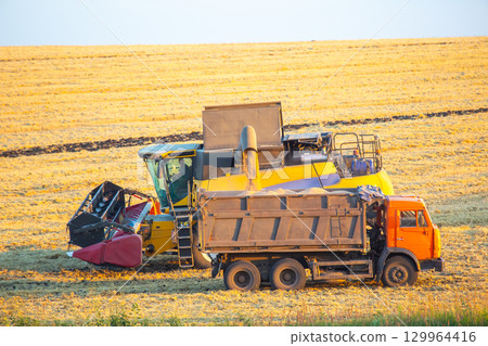 Farm machinery works together during harvest at golden hour in rural farmland Farm machinery works together during harvest at golden hour in rural farmland 129964416