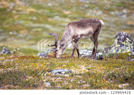 Grazing reindeer in scenic Norwegian landscape during summer day 129964428