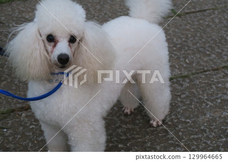 一隻帶著可愛笑容的玩具貴賓犬 129964665