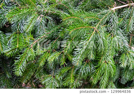 Background of fir tree for winter time. Christmas tree branches. Background of fir tree for winter time. Christmas tree branches. 129964836