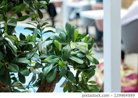 Lush Green Foliage in a Beautiful Contemporary Setting and Design Lush Green Foliage in a Beautiful Contemporary Setting and Design 129964999