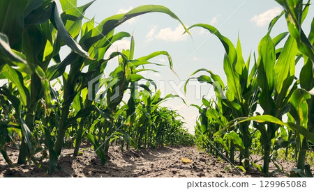 Corn field under blue sky, Green maize plants thriving, Rows of young corn plants, Agricultural landscape in summer, Vibrant green foliage, Close-up view of crops, Healthy corn leaves swaying, Farming Corn field under blue sky, Green maize plants thriving, Rows of young corn plants, Agricultural landscape in summer, Vibrant green foliage, Close-up view of crops, Healthy corn leaves swaying, Farming 129965088
