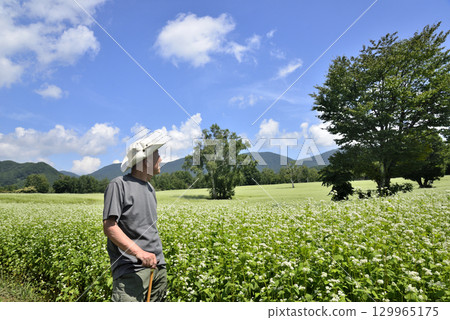 An old man walking through a buckwheat field using a walking stick An old man walking through a buckwheat field using a walking stick 129965175