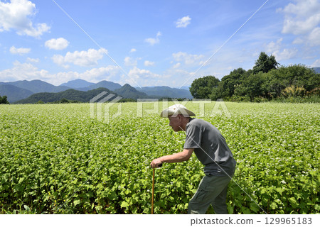 一位老人拄著拐杖穿過蕎麥田 一位老人拄著拐杖穿過蕎麥田 129965183