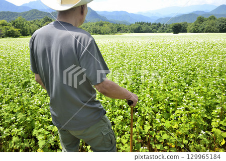 一位老人拄著拐杖穿過蕎麥田 129965184