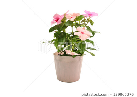 Potted seedlings of Madagascar periwinkle on white background 129965376
