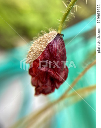 CloseUp Image of a Unique, Vibrant Red Seed Pod Found in Natures Beautiful Wonders 129965611