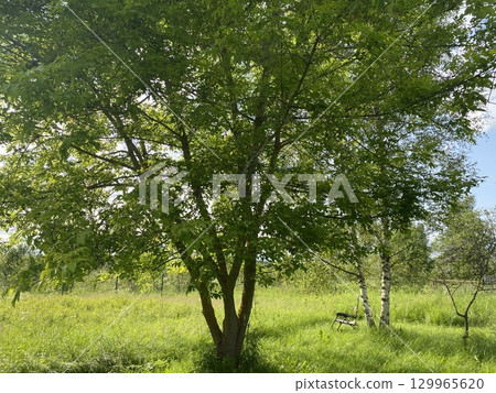 A Lush Green Tree Standing Tall in a Beautiful Sunny Meadow Setting, Embracing Natures Serenity 129965620