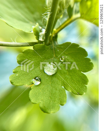 A Fresh Green Leaf with Glistening Water Droplets in a CloseUp, Showcasing Nature 129965621