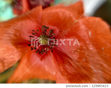A CloseUp View of a Vibrant Orange Flower in Full Bloom, Showcasing Its Natural Beauty and Details 129965623