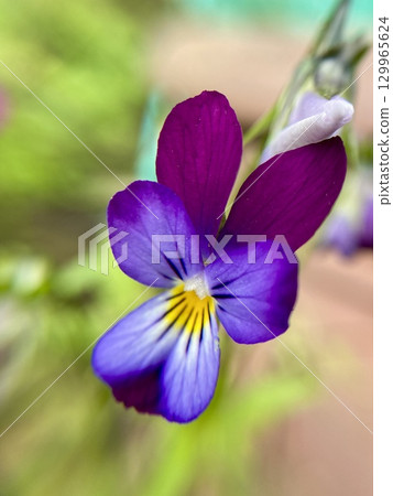 A beautiful, vibrant purple flower showcasing delicate petals that capture elegance and charm 129965624