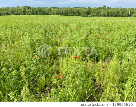 A Vibrant and Picturesque Field of Lush Greenery Filled with Beautiful Wildflowers in Full Bloom A Vibrant and Picturesque Field of Lush Greenery Filled with Beautiful Wildflowers in Full Bloom 129965630