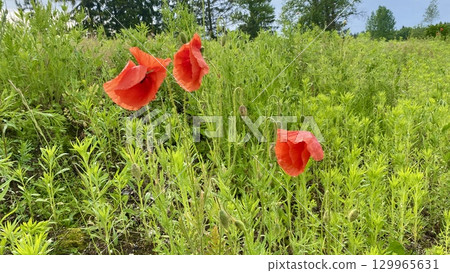 Vibrant Poppies Are Blooming Beautifully in a Lush Green Field, Creating an Aesthetic Scene 129965631