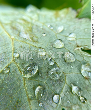 Closeup view of exquisite Water Droplets resting delicately on a Leaf Natures true Beauty 129965643