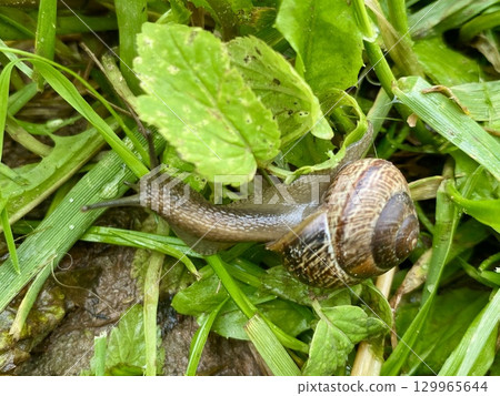 A closeup image captures a snail moving gracefully on lush green grass with leaves 129965644
