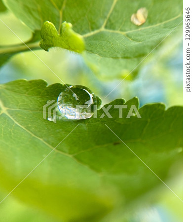 A stunningly beautiful glistening water droplet resting on a vibrant green leaf in nature 129965646