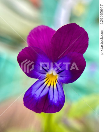 A Vibrant Purple Flower Delightfully Captured in a Gentle Soft Focus for Artistic Appeal 129965647