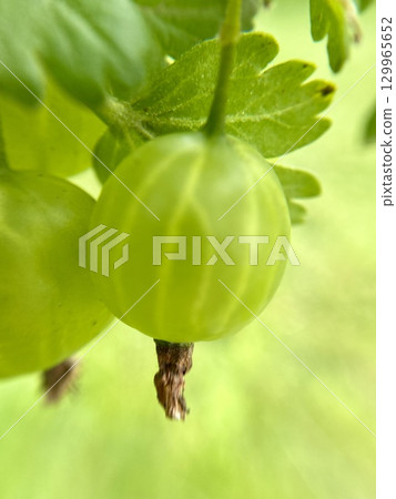Fresh and vibrant Green Gooseberry growing steadily on the Vine, ready for harvest soon 129965652