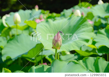 蓮花芽和蜻蜓 蓮花芽和蜻蜓 129965831