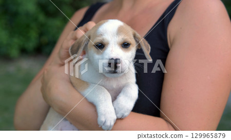 Young woman gently cradles and pets a puppy outdoors sharing a joyful moment of companionship Young woman gently cradles and pets a puppy outdoors sharing a joyful moment of companionship 129965879