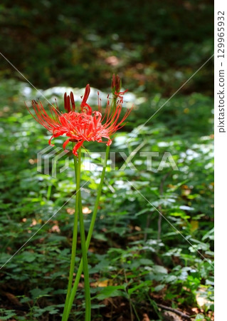 在satoyama開花的群狀孤挺花 在satoyama開花的群狀孤挺花 129965932