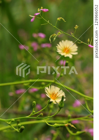 Lushweed flowers blooming in an autumn field Lushweed flowers blooming in an autumn field 129966052