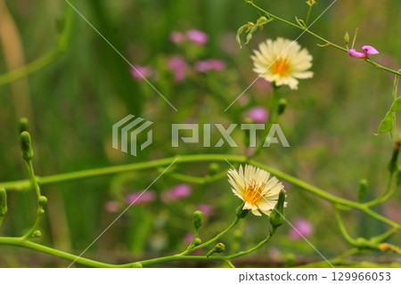 Golden poppy blooming in the autumn field Golden poppy blooming in the autumn field 129966053